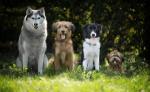 Hunde-Fair-Bindung